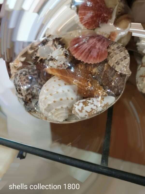 Real Shells Collection