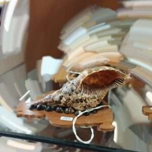Real shell with light deco